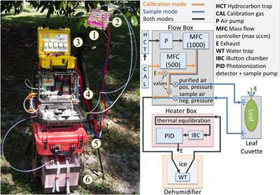 A New Field Instrument for Leaf Volatiles Reveals an Unexpected Vertical Profile of Isoprenoid Emission Capacities in a Tropical Forest